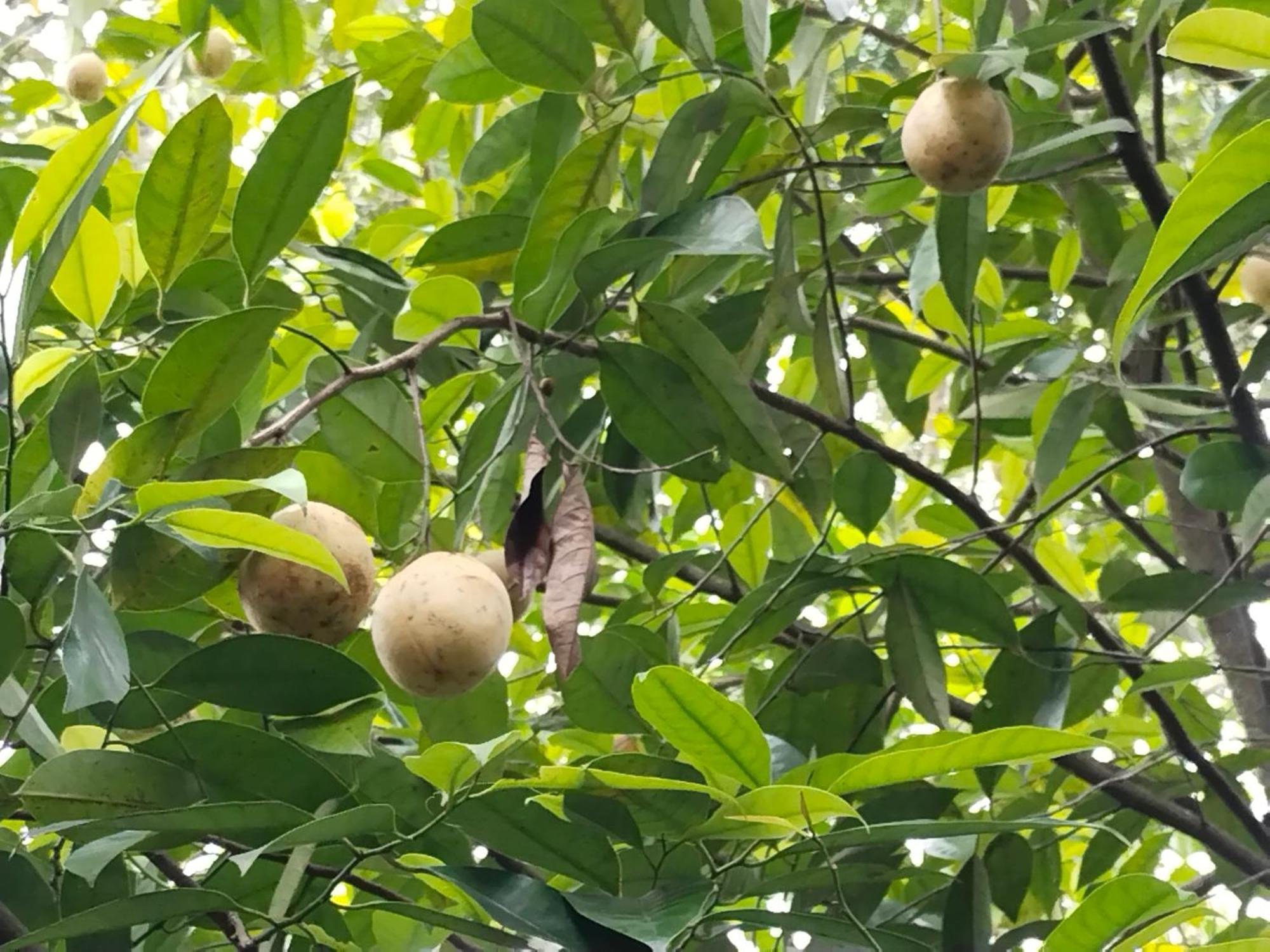 Philip Mary Farm Stay Thekkady Zewnętrze zdjęcie
