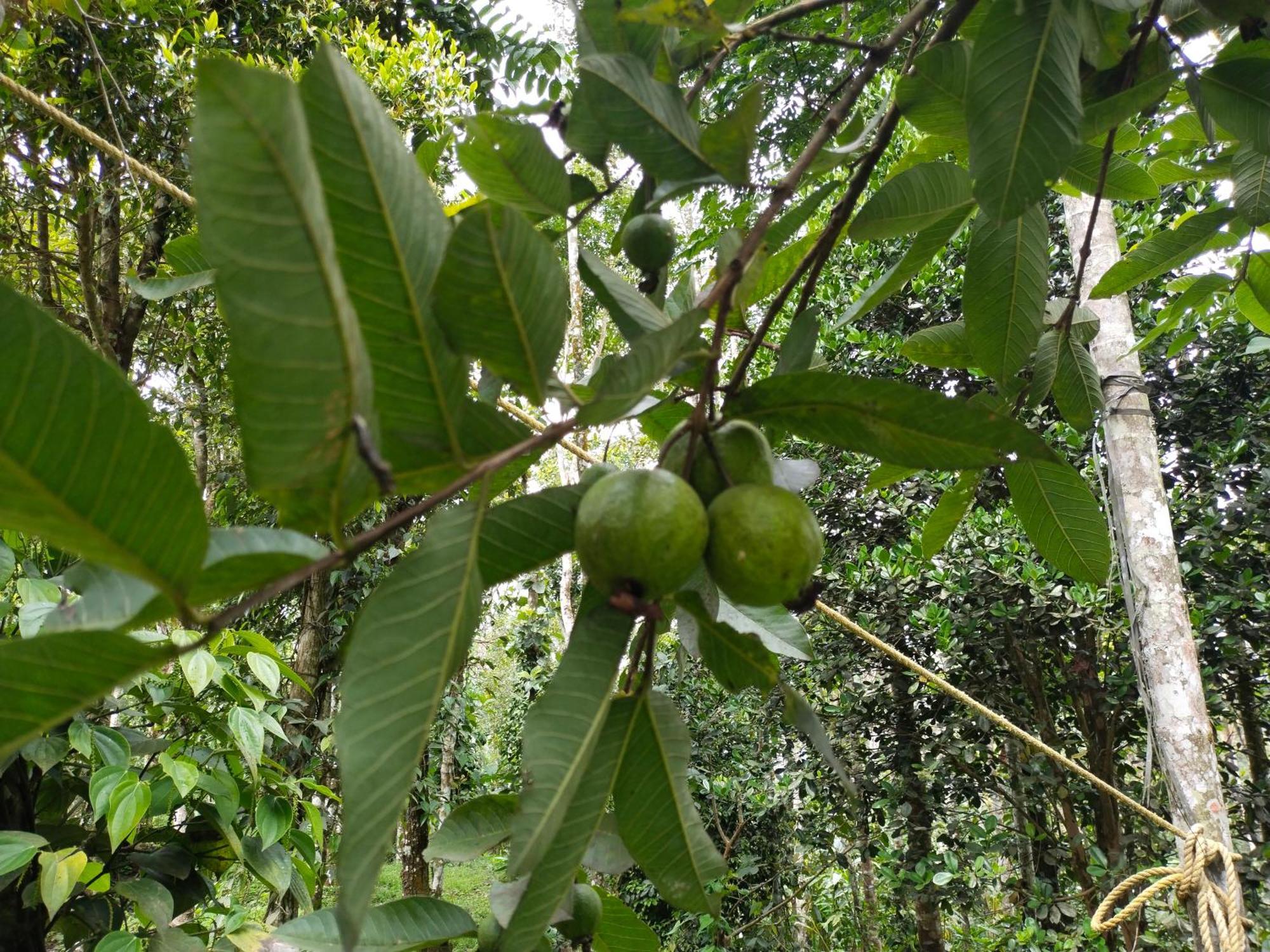 Philip Mary Farm Stay Thekkady Zewnętrze zdjęcie