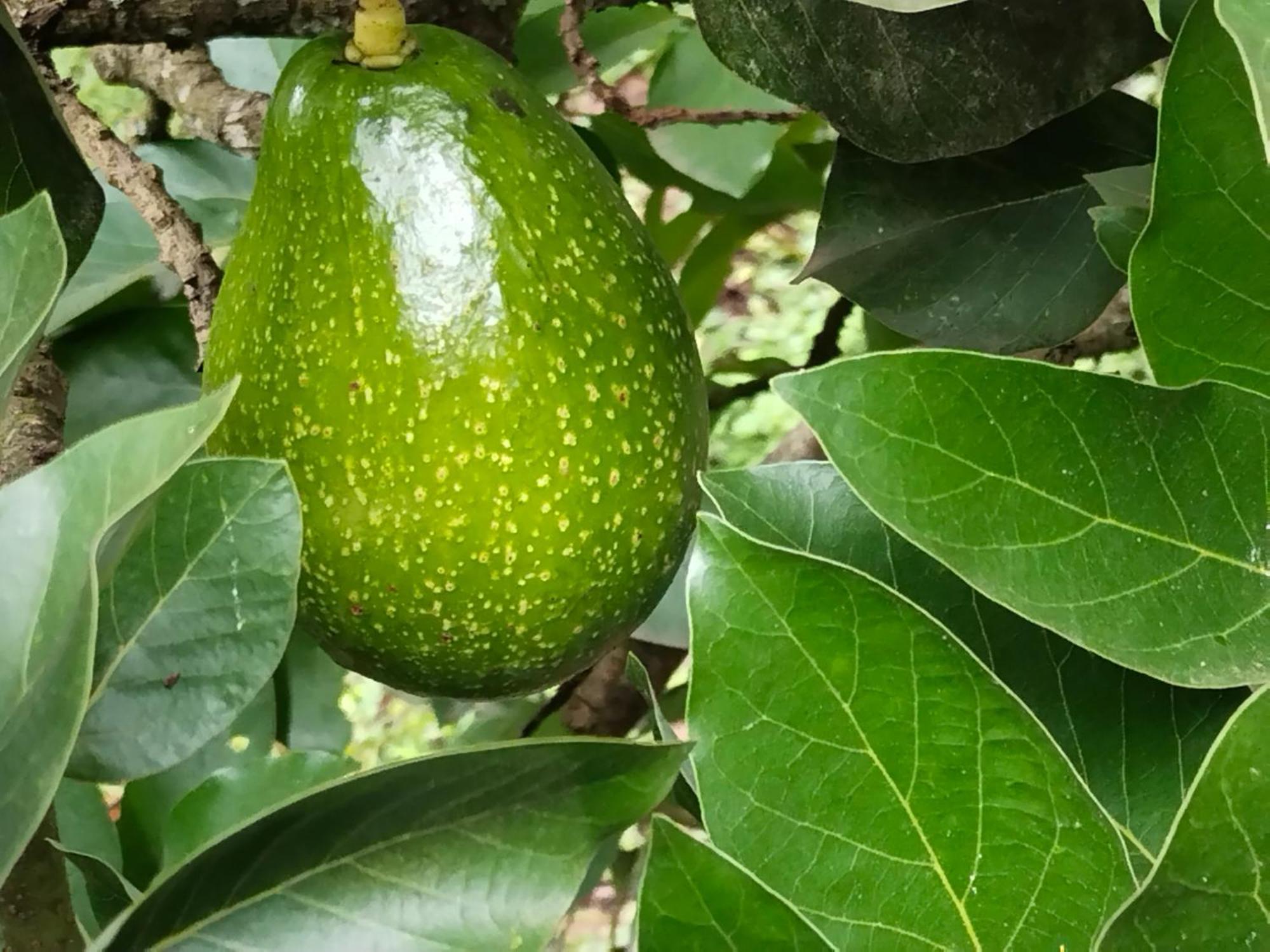Philip Mary Farm Stay Thekkady Zewnętrze zdjęcie
