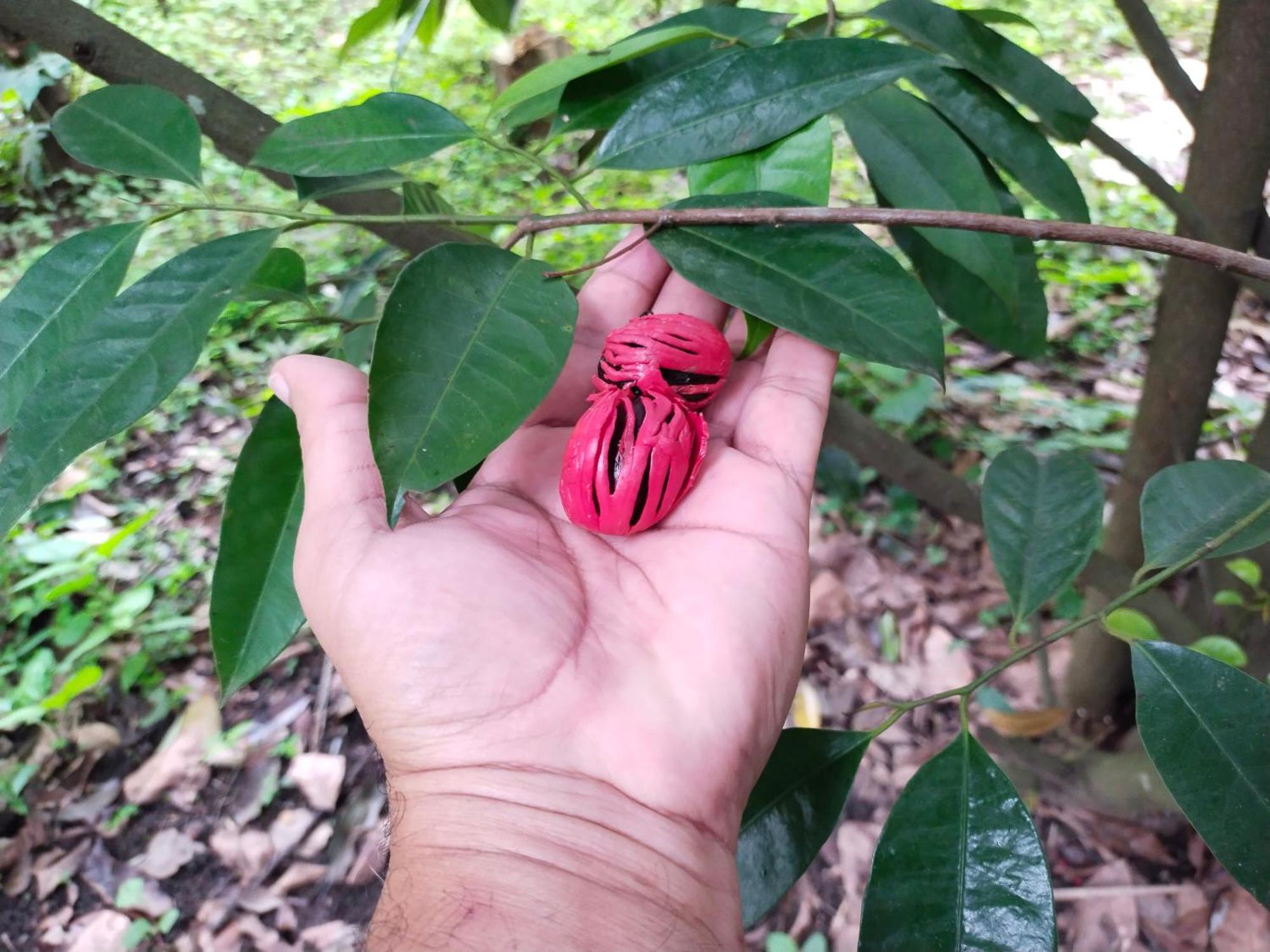 Philip Mary Farm Stay Thekkady Zewnętrze zdjęcie