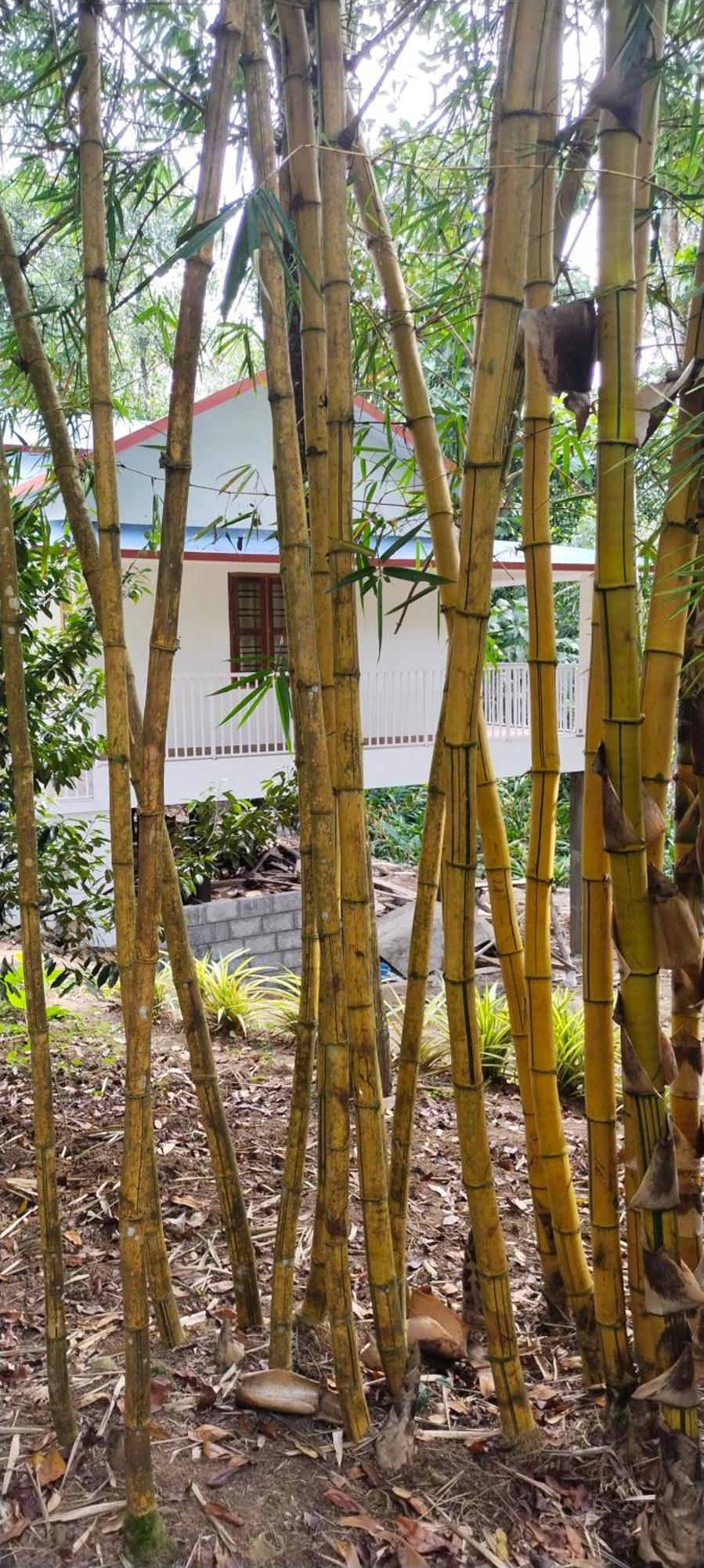 Philip Mary Farm Stay Thekkady Zewnętrze zdjęcie